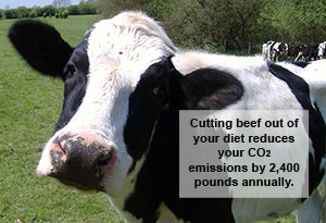 CO2 emissions by cows