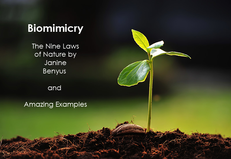 0-planet-earth-nine-laws-of-nature-biomimicry